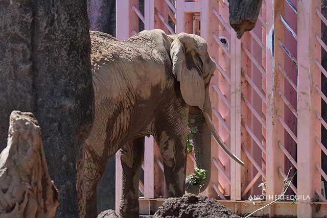 PCウォールに通うアコさん 9月上旬のアフリカゾウ舎 多摩動物公園 : ちーた たまーに動物園