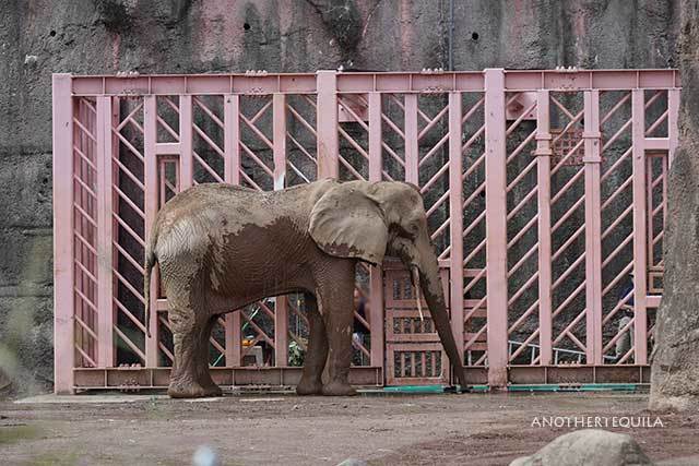 PCウォールにいるアコさんが気になる砥夢君 9月上旬のアフリカゾウ舎 多摩動物公園 : ちーた たまーに動物園