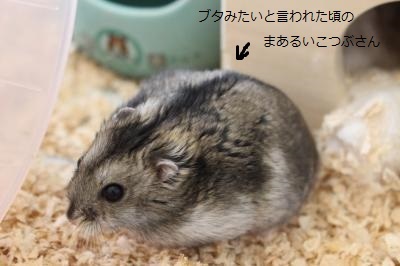 今度こそ入園