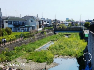 空堀川カワセミ200425