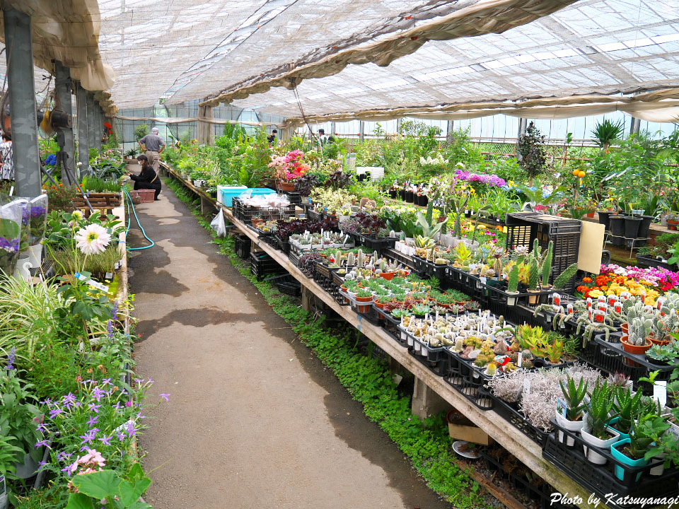 季節の花で、心に潤いを --- 深谷市 埼玉県花植木流通センター --- - 散策