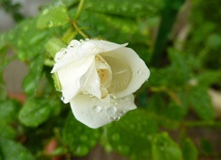 雨上がりの白バラ