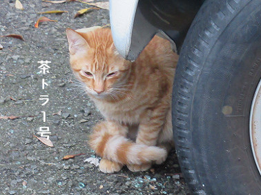 chatoraichigou20201116.jpg