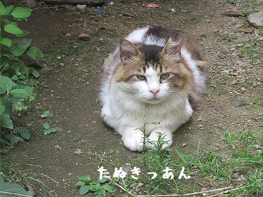 tanukichi20200804.jpg