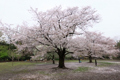 大柄な桜の木