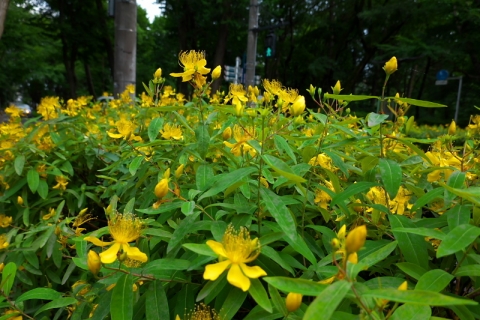 黄色い花の群れ