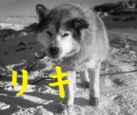 樺太犬リキ
