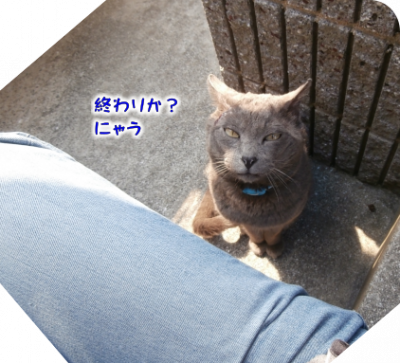 猫⑤（2020-03-26）