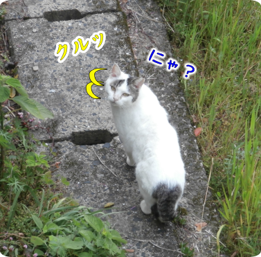 猫②（2020-04-15）