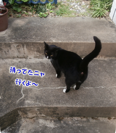 猫①（2020-10-03）