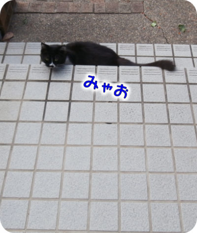 猫①（2020-11-03）
