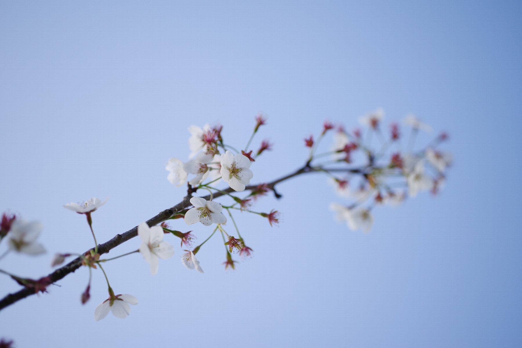 札幌の名残り桜