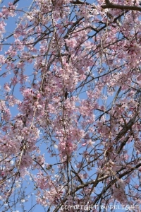 権現堂の桜