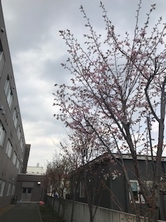 0501桜１