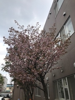 0501桜３