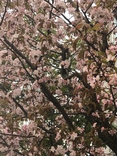 0501桜４