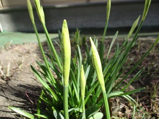 ４月の花壇２