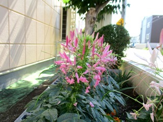 ８月の花壇２１