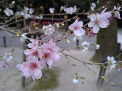 四季桜　熱田神宮　柏屋木材