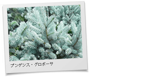 葉色が銀青色の『コロラドトウヒ』高価な木です