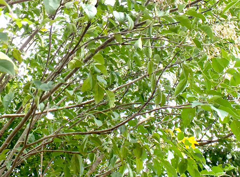 シマトネリコ細い枝がたくさん