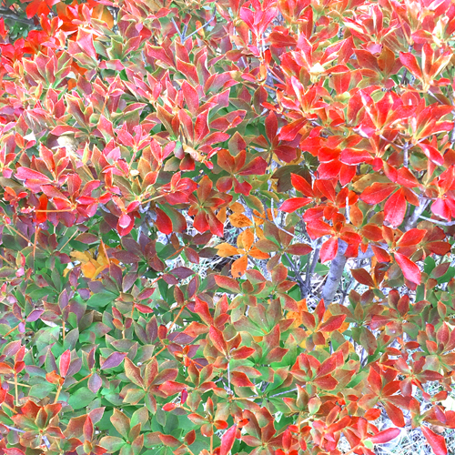ドウダンツツジの生垣　紅葉のグラデーション