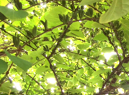 カツラ（桂）の木　枝に並ぶ果実